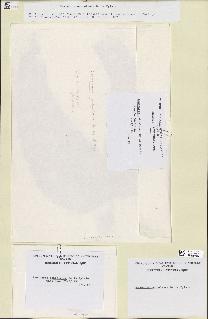 spécimen de Laminaria ochroleuca