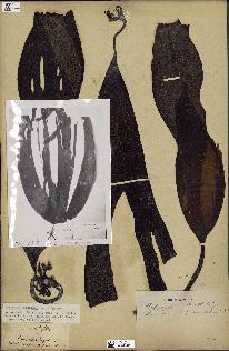 spécimen de Laminaria nigripes