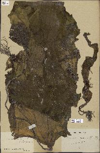 spécimen de Laminaria maxima