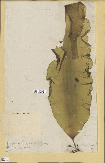 spécimen de Laminaria maxima