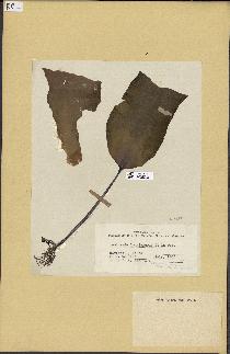 spécimen de Laminaria longicruris