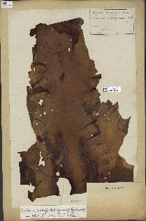 spécimen de Laminaria longicruris