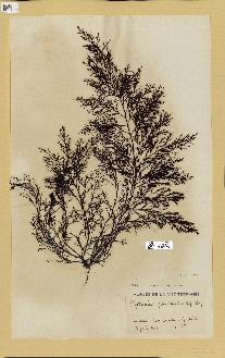 spécimen de Cystoseira fimbriata