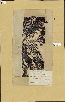 spécimen de Cystoseira fimbriata