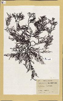 spécimen de Cystoseira fimbriata