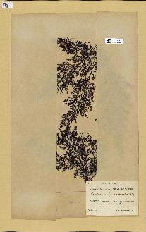 spécimen de Cystoseira fimbriata