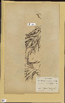 spécimen de Cystoseira montagnei