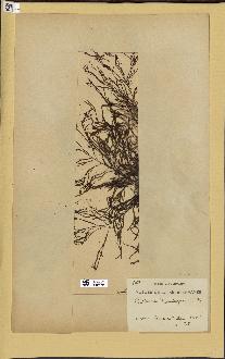 spécimen de Cystoseira montagnei