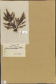spécimen de Laurencia pinnatifida