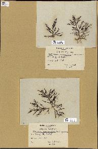 spécimen de Laurencia pinnatifida