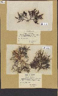 spécimen de Laurencia pinnatifida