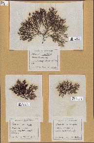 spécimen de Laurencia pinnatifida