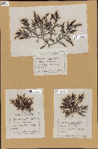 spécimen de Laurencia pinnatifida
