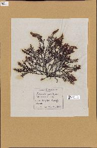 spécimen de Laurencia pinnatifida