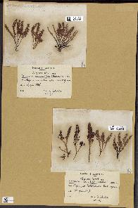 spécimen de Laurencia pinnatifida