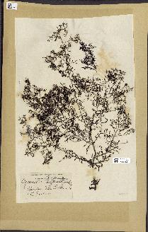 spécimen de Cystoseira neglecta