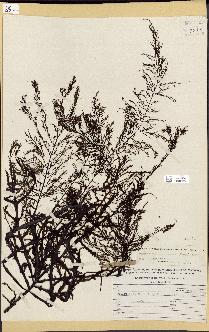 spécimen de Cystoseira osmundacea