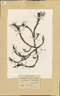 spécimen de Cystoseira acanthophora