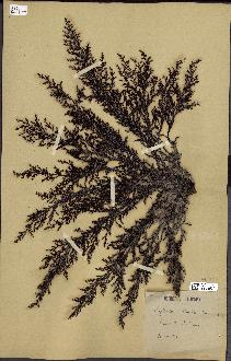 spécimen de Cystoseira stricta