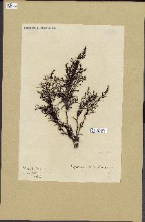spécimen de Cystoseira stricta
