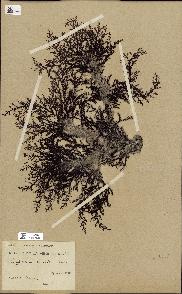 spécimen de Cystoseira stricta
