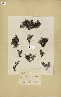 spécimen de Cystoseira stricta