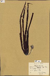 spécimen de Laminaria hyperborea
