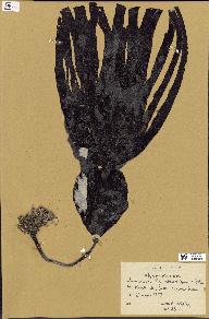 spécimen de Laminaria hyperborea