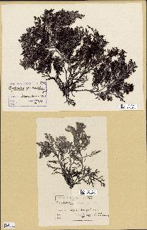 spécimen de Cystoseira fimbriata