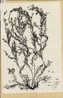 spécimen de Cystoseira fimbriata