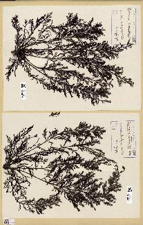 spécimen de Cystoseira fimbriata