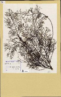 spécimen de Cystoseira foeniculacea