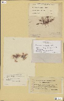 spécimen de Laurencia intricata