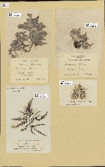 spécimen de Laurencia obtusa