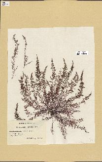 spécimen de Laurencia obtusa