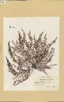 spécimen de Laurencia obtusa