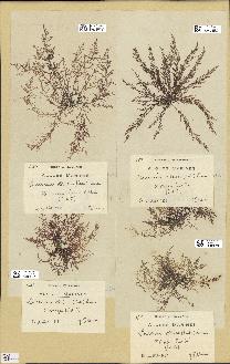 spécimen de Laurencia obtusa