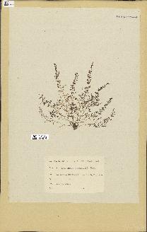 spécimen de Laurencia obtusa