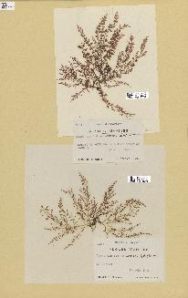 spécimen de Laurencia obtusa