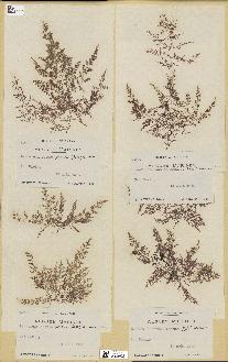 spécimen de Laurencia obtusa