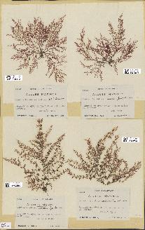 spécimen de Laurencia obtusa