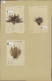 spécimen de Laurencia obtusa