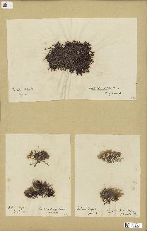 spécimen de Laurencia obtusa