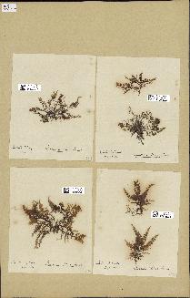 spécimen de Laurencia obtusa