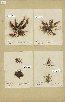 spécimen de Laurencia obtusa