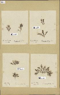 spécimen de Laurencia obtusa