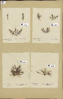 spécimen de Laurencia obtusa