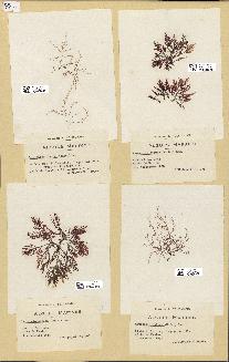 spécimen de Laurencia obtusa