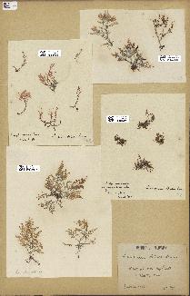 spécimen de Laurencia obtusa