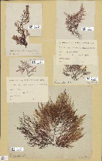 spécimen de Laurencia obtusa
